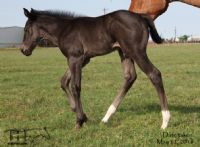 Red Robbin Hayes 2016 Colt